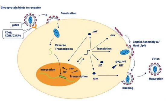 Why Test for Replication Competent Lentivirus (RCL)？