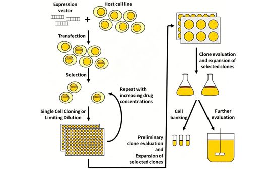 Applications of CHO Cells in Biopharmaceuticals and CHO Cell Line Characterization