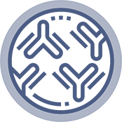 Antibody <br/>Product