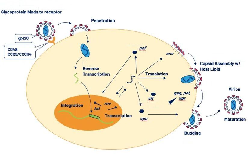How Are Replication-Competent Lentiviruses (RCL) Generated
